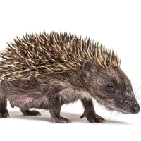 k1024_igel_lizenz_ahoffmann.jpg